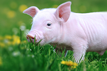 智慧養殖綜合管理(lǐ)解決方案